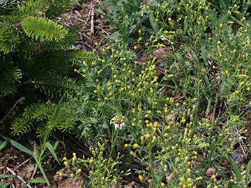 Senecio sylvaticus
