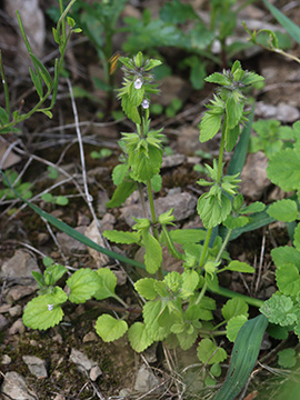 Stachys arvensis