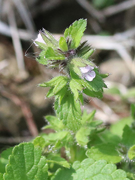 Stachys arvensis