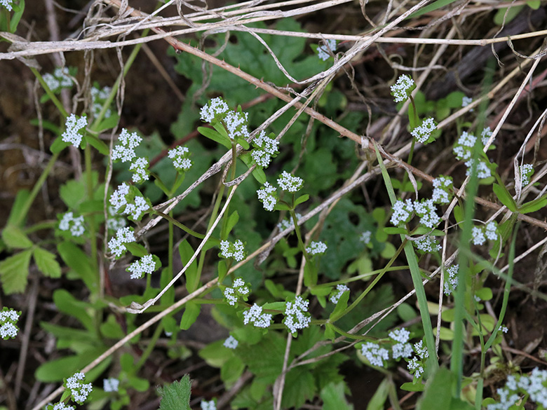 Valerianella carinata