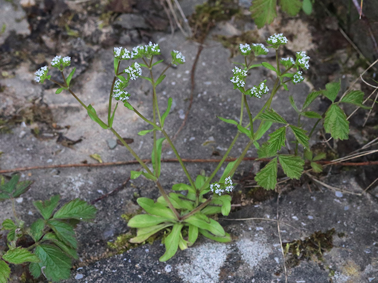 Valerianella carinata