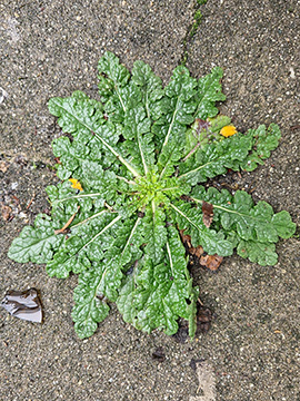 Verbascum blattaria