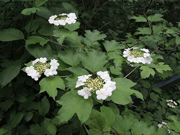 Viburnum opulus