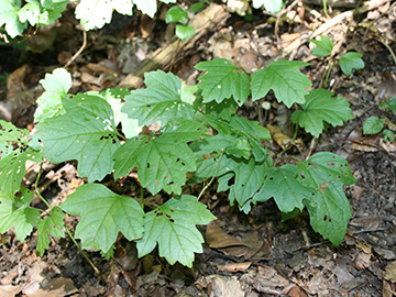 Viburnum opulus