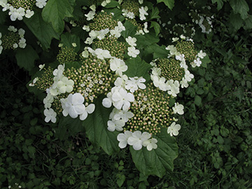 Viburnum opulus