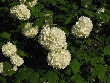 Viburnum lantana Roseum