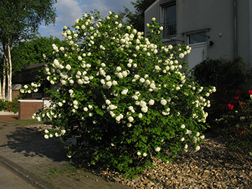 Viburnum lantana Roseum