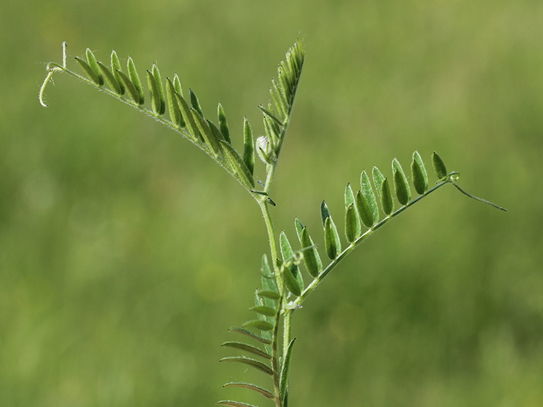 Vicia cracca