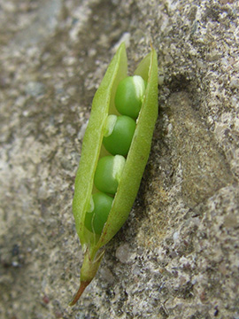 Vicia tetrasperma