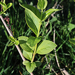 Abeliophyllum distichum - Schneeforsythie