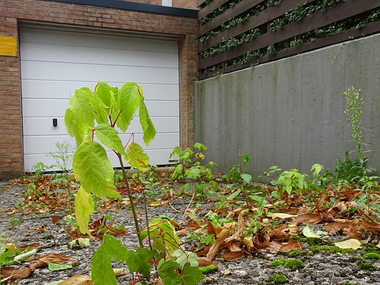 Acer negundo