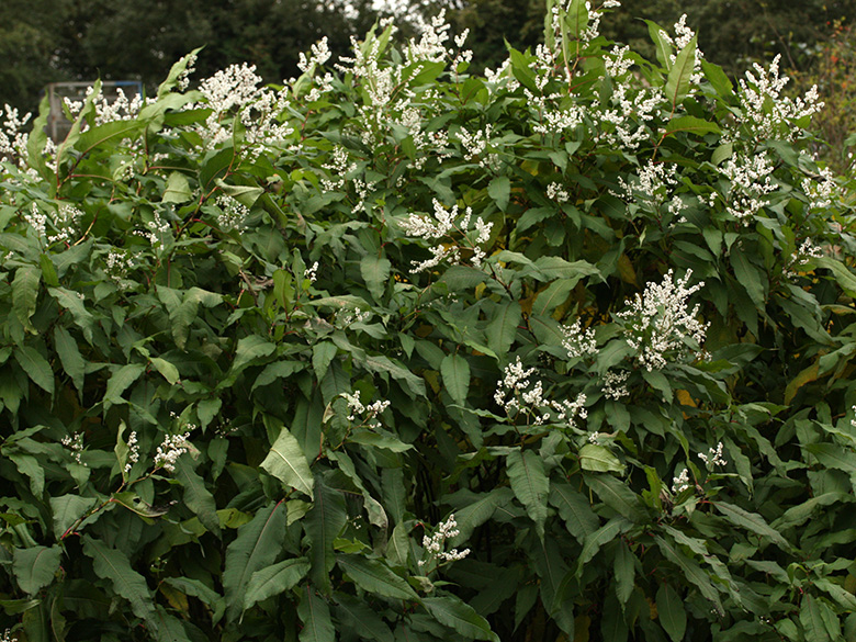 Aconogonon polystachyum
