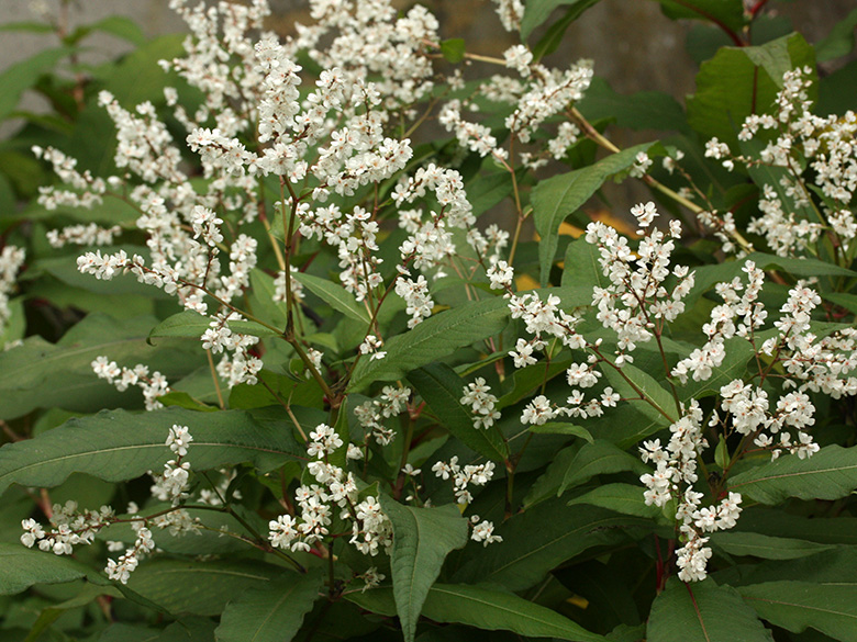 Aconogonon polystachyum