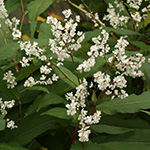Aconogonon polystachyum