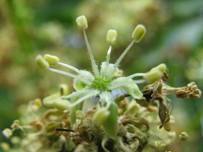 Ailanthus altissima