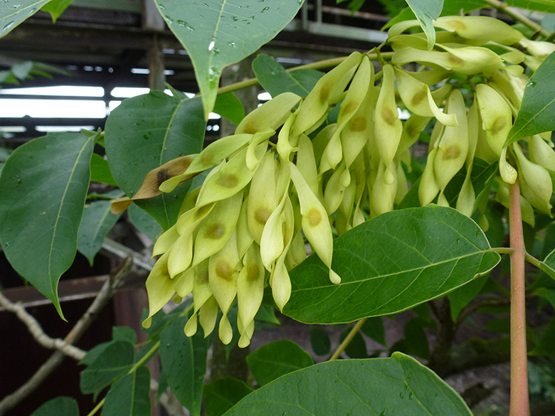 Ailanthus altissima