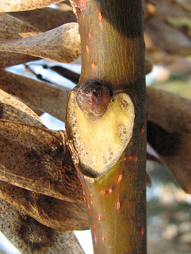 Ailanthus altissima