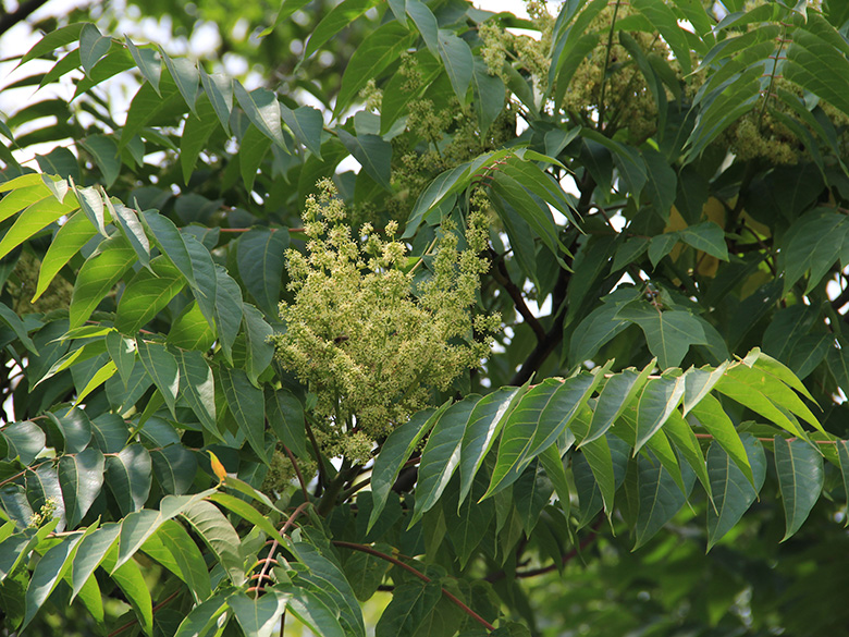 Ailanthus altissima