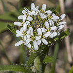 Arabis hirsuta - Rauhaarige Gänsekresse