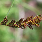 Blysmus compressus - Platthalm-Quellried