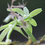 Callitriche hamulata - Haken-Wasserstern