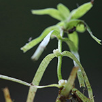 Callitriche hamulata - Haken-Wasserstern