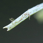 Callitriche hamulata - Haken-Wasserstern