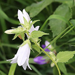 Campanula trachelium - Nesselblättrige Glockenblume