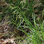Carex sylvatica - Wald-Segge