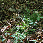 Carex umbrosa - Schatten-Segge