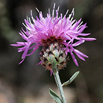 Centaurea stoebe - Rhein-Flockenblume