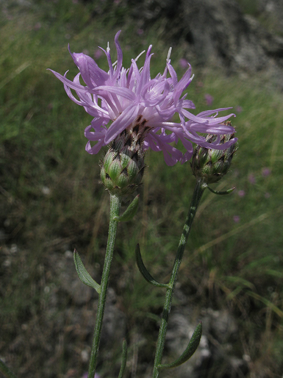 Centaurea australis