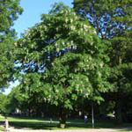 Cladrastis lutea - Gelbholz