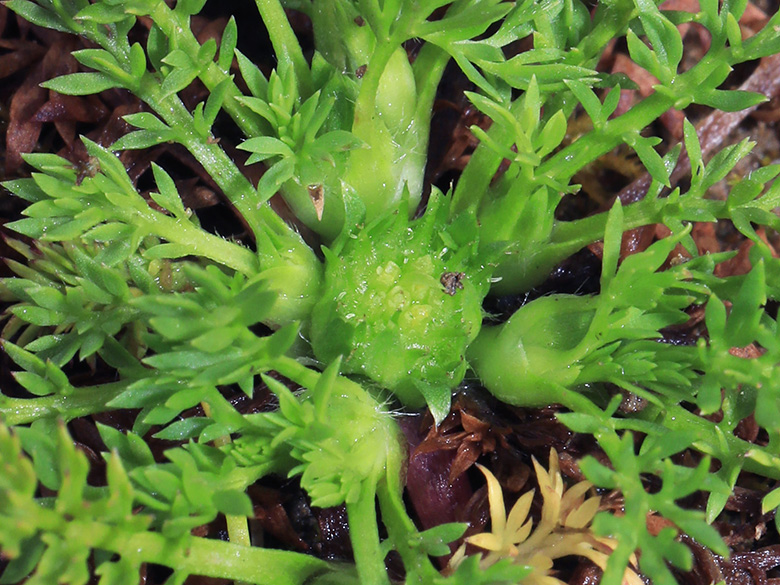 Cotula sessilis