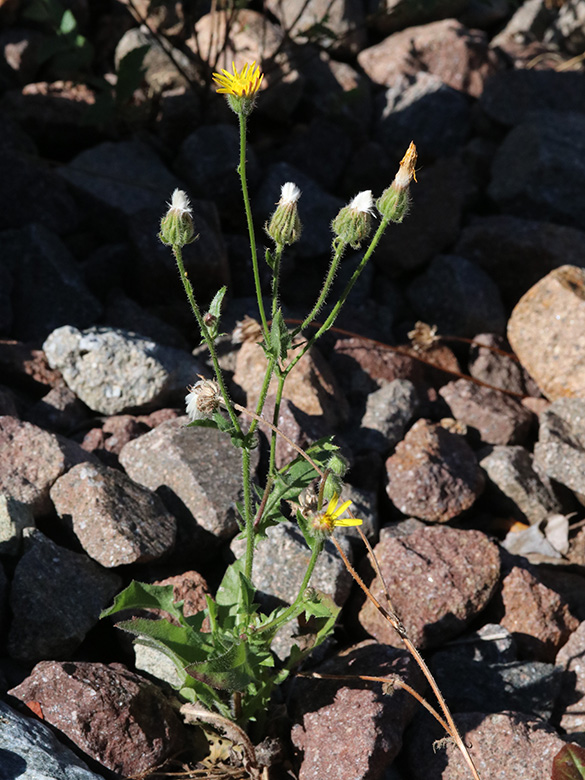 Crepis foetida rhoeadifolia
