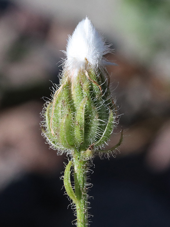 Crepis foetida rhoeadifolia