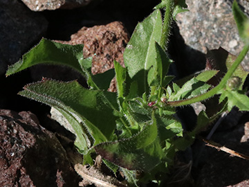 Crepis foetida rhoeadifolia