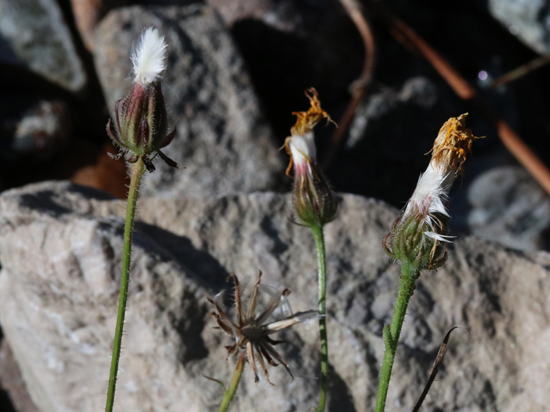 Crepis foetida rhoeadifolia