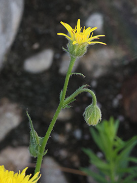 Crepis foetida rhoeadifolia