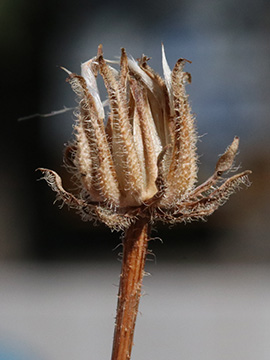 Crepis foetida rhoeadifolia