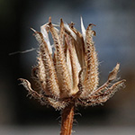/pflanzenbilder/Crepis_foetida.htm