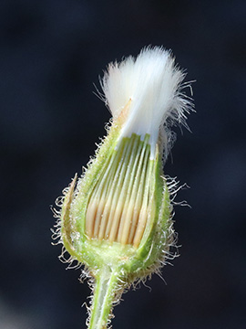 Crepis foetida rhoeadifolia