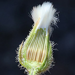 Crepis foetida - Stinkender Pippau