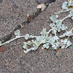 Dichondra argentea - Silberregen