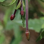 Epilobium collinum - Hügel-Weidenröschen