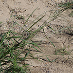 Eragrostis virescens - Grünliches Liebesgras