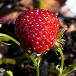 Fragaria ×vescana