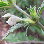 Galeopsis ×wirtgenii - Wirtgens Hohlzahn