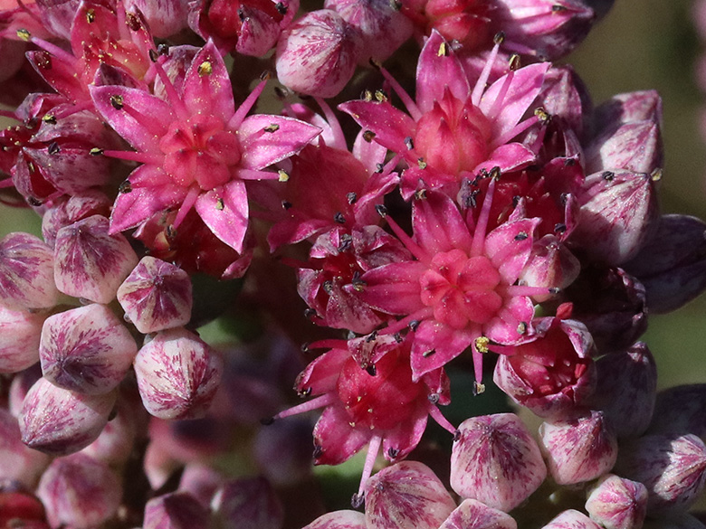 Hylotelephium telephium
