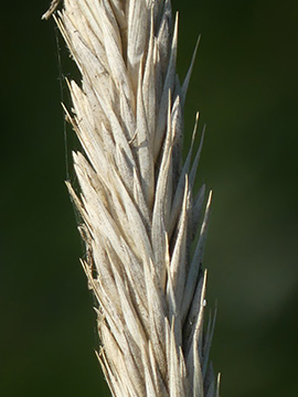 Leymus arenarius